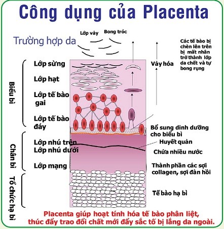 Công Dụng Điện Di Pro Placenta Nhật Bản